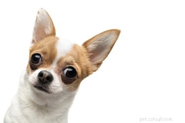 Why Dogs Have Slits on Their Ears: Understanding the Cutaneous Marginal Pouch
