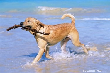 Fast & Effective Ways to Eliminate Dog Worms
