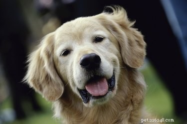 Safe DIY Ear Wash for Dogs Using Tea Tree Oil