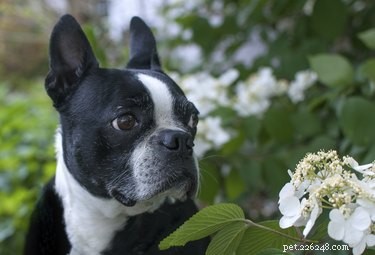 How to Treat a Scratched Dog Eye: Quick Steps & Vet Care