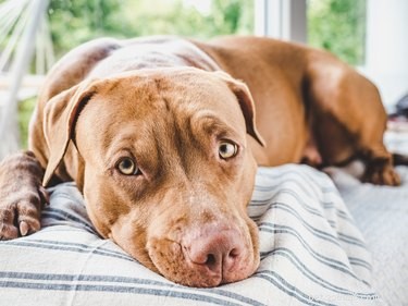 How to Treat a Scratched Dog Eye: Quick Steps & Vet Care