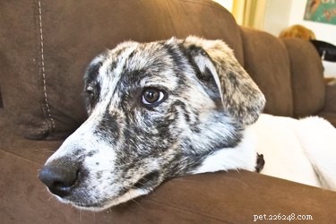 Quick Steps to Rehydrate Your Sick Dog Safely
