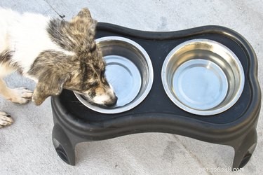 Quick Steps to Rehydrate Your Sick Dog Safely