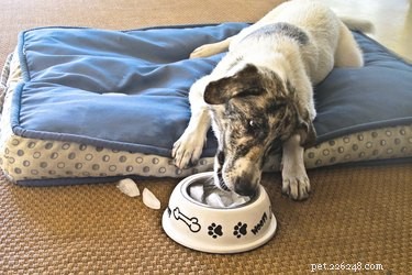 Quick Steps to Rehydrate Your Sick Dog Safely