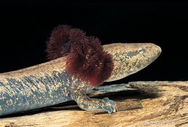 How to Care for Mudpuppy Salamanders: A Low-Maintenance Pet Guide