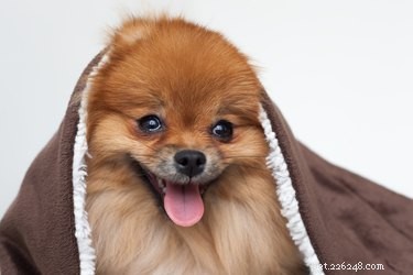 Understanding and Treating Hair Loss in Pomeranians: Causes, Symptoms, and Solutions