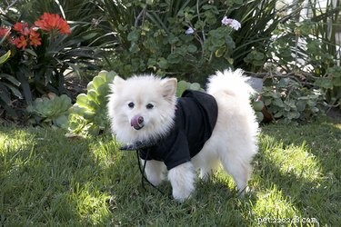 Understanding and Treating Hair Loss in Pomeranians: Causes, Symptoms, and Solutions