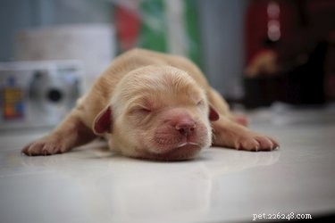 How to Identify a Puppy’s Gender Quickly & Accurately