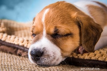 How to Identify a Puppy’s Gender Quickly & Accurately