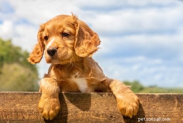 How to Identify a Puppy’s Gender Quickly & Accurately