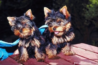 How to Spot Pregnancy in Your Yorkshire Terrier: Key Signs and Expert Guidance