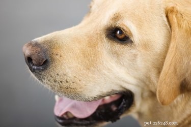 Understanding Cold Sores in Dogs: Causes, Symptoms, and Care