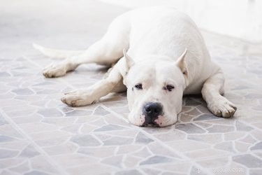 Recognizing Internal Injuries in Dogs: Key Signs & What to Do