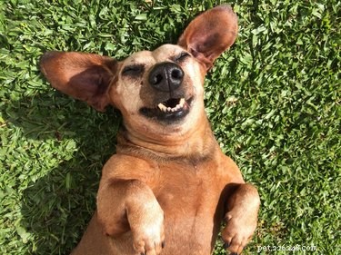 How to Spot a Pregnant Dachshund: Key Signs & Tips