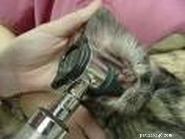 Safe Home Care: Treating Your Dog’s Ear Infections Effectively