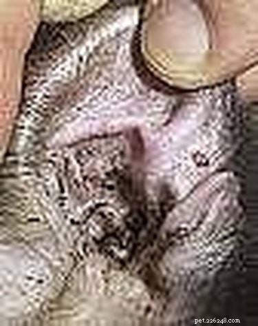 Safe Home Care: Treating Your Dog’s Ear Infections Effectively
