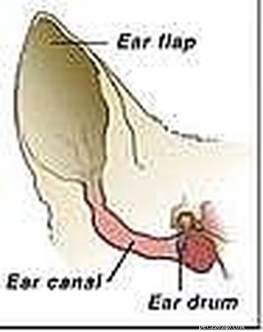 Safe Home Care: Treating Your Dog’s Ear Infections Effectively