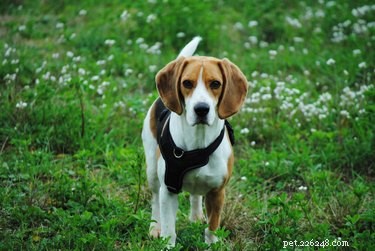 How to Spot Hyperglycemia in Dogs: Key Symptoms & What to Do