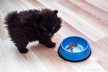 How to Spot Hyperglycemia in Dogs: Key Symptoms & What to Do