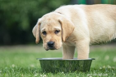 How to Spot Hyperglycemia in Dogs: Key Symptoms & What to Do