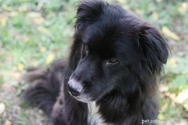 Homemade Dog Food Recipes to Support Dogs with Kidney Failure