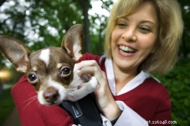 Understanding Chihuahua Puppy Growth: Size, Weight, and Development Milestones