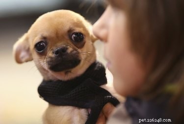 Understanding Chihuahua Puppy Growth: Size, Weight, and Development Milestones