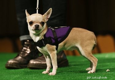 Understanding Chihuahua Puppy Growth: Size, Weight, and Development Milestones