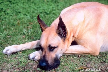 How to Spot Pregnancy in a Great Dane: Key Signs & What to Expect