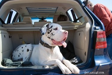 How to Spot Pregnancy in a Great Dane: Key Signs & What to Expect