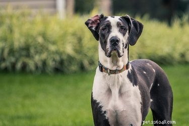 How to Spot Pregnancy in a Great Dane: Key Signs & What to Expect