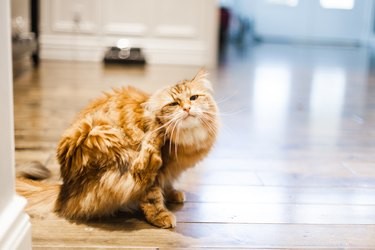 Top Over-the-Counter Flea Treatments for Dogs and Cats: Safe, Fast-Acting Solutions