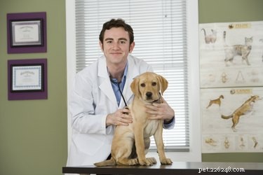 Effective Treatments for Dog Colic: What You Need to Know