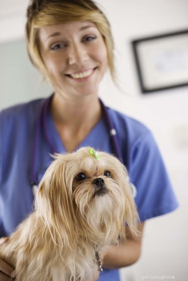 Understanding Elevated White Blood Cell Counts in Dogs: Causes & Diagnosis