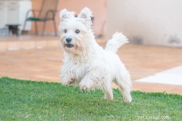 How to Clean Your Home Safely After Your Dog Is Treated for Worms