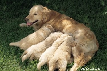 Recognizing Contractions in a Pregnant Dog: Key Signs and What to Do