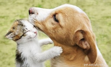Can Your Dog Contract Diseases From Your Cat? Expert Guide