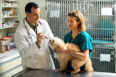 Percocet in Dogs: Risks, Symptoms, and Safe Pain Management