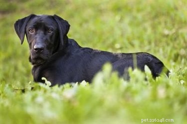 How Long Do Black Labrador Mixes Live? Understanding Life Expectancy & Health