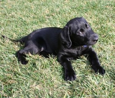 How Long Do Black Labrador Mixes Live? Understanding Life Expectancy & Health