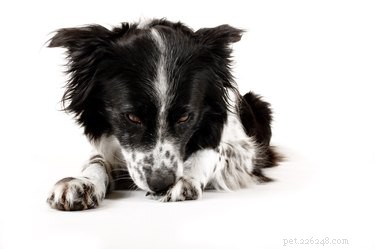 How to Use Epsom Salt Safely for Your Dog: Benefits & Care Tips