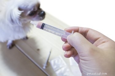 Using Meloxicam Safely in Dogs: A Practical Guide for Owners