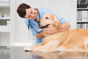 Understanding Sucralfate: Side Effects and Care for Dogs with Ulcers