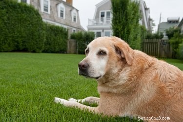 Shingles in Dogs: Understanding Symptoms, Causes, and Differentiation