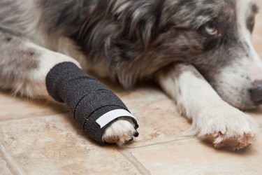 How to Bandage Your Dog’s Broken Toe: Expert Step‑by‑Step Guide