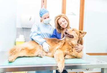 Safe Home Remedies to Encourage Labor in Pregnant Dogs – Expert Tips
