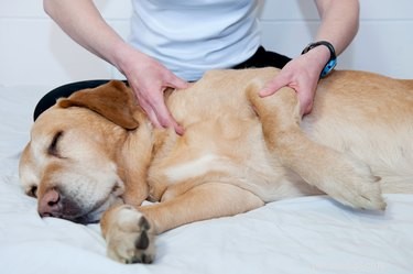 Professional Guide: Safely Treating a Dog’s Dislocated Shoulder