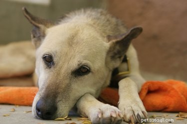 Natural Home Remedies to Relieve Your Dog’s Dry, Itchy Skin