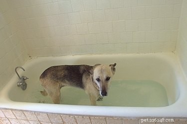 Natural Home Remedies to Relieve Your Dog’s Dry, Itchy Skin