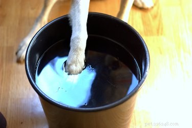 Natural Home Remedies to Relieve Your Dog’s Dry, Itchy Skin